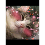 Rat Alina