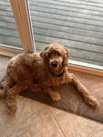 This is for dog group