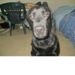 alliey