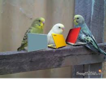 Da Birdie Club ;w;