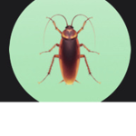 The Cool Kids (aka:the roaches)