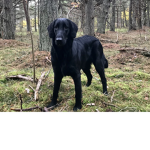 Rio Hund gruppen