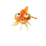 fish united!!!!!
