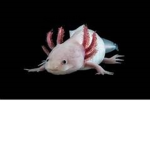 ~~~~AXOLOTL CLAN~~~~