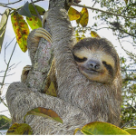 Epic Sloth Group