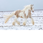 Willow Creek Equestrian Centre
