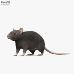 rat game. icon