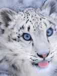 Snowleopard and friends Mafia