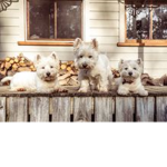 The amazing Libby dog force