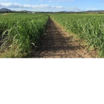 Cola Farming Co.