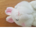 BUNNY CLUBE