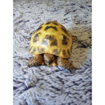 Tortoises unlted