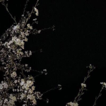 BloomSES