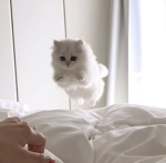 Miss kitty have fun :D