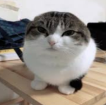 Wawa is a cat