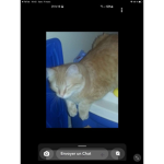 Le groupe des chat blanc