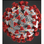 The Corona Virus