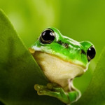 Froggii Fam