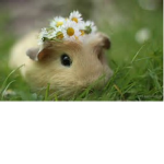 # Animal ###### #