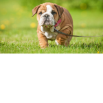 #cut dogs