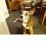 ~ Doggies ~