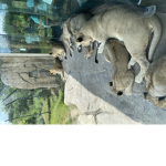 Lions adopt me group