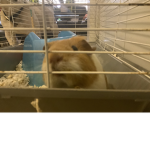 Guinea pig 2<3