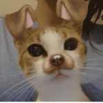 •. ᴇʟʏꜱɪᴀɴ .•