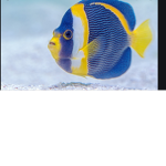 Aaaaaaaaaaaaaaaaaaa fish group