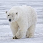 #TEAM POLAR BEAR