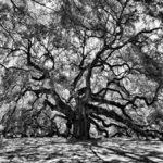 The Dark Branch Family