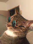 *burger cat time*