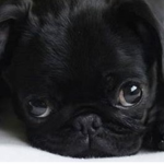 Gaming Pug's Fan club