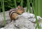 Free Chipmunk Clothing
