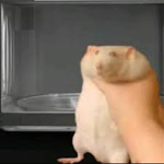 microwaved hamsters united