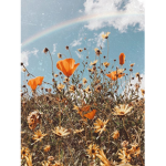 awesome blossoms lost and found