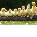 Los patitos_XD
