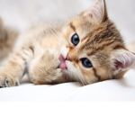 The awesome kitten group