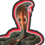--Cobra Studios--