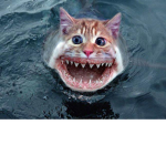 hi cat shark the best ever eeeeeeeeeeeeeeeeeee
