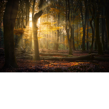 (UPDATE) A Day In the Woods (Permainan Cerita)