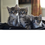 Jonny Group of cat fans