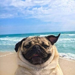 # DOG ARE THE BEST!