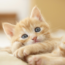 𝓓𝓸