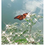 Butterfly bundle