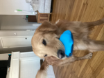 Bentleys clothes