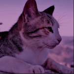 The Cat Therians!
