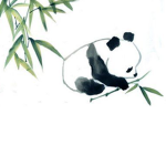 Da Group Of Pandas