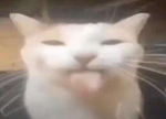P0P CAT CLAN