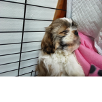 Cookie the puppy ;3